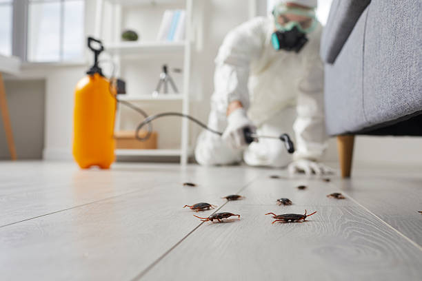 Commercial Kitchen Cockroach Control in Dormont